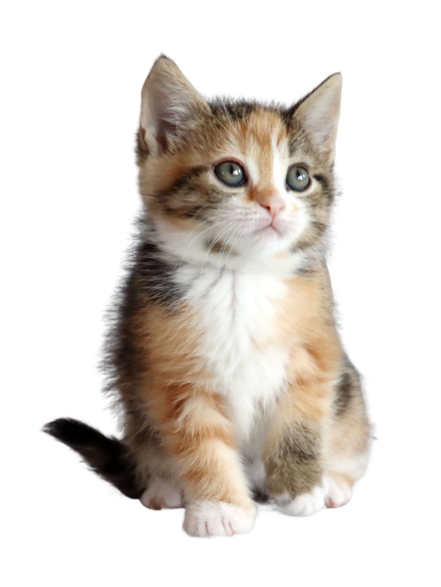 Calico tricolor kitten