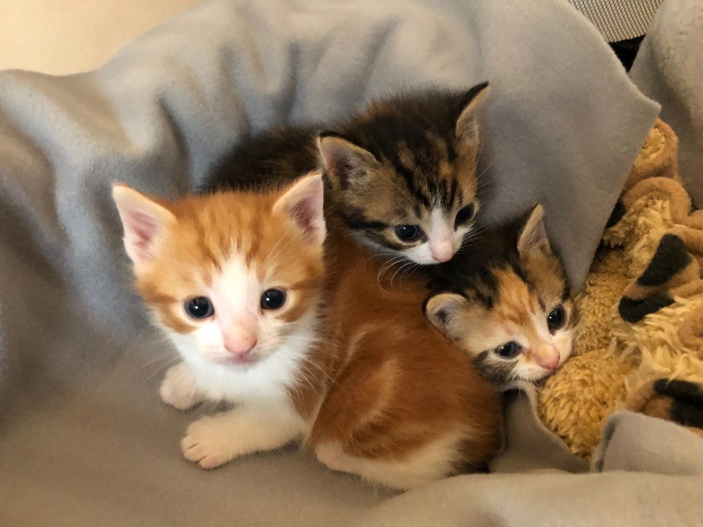 drie calico kittens