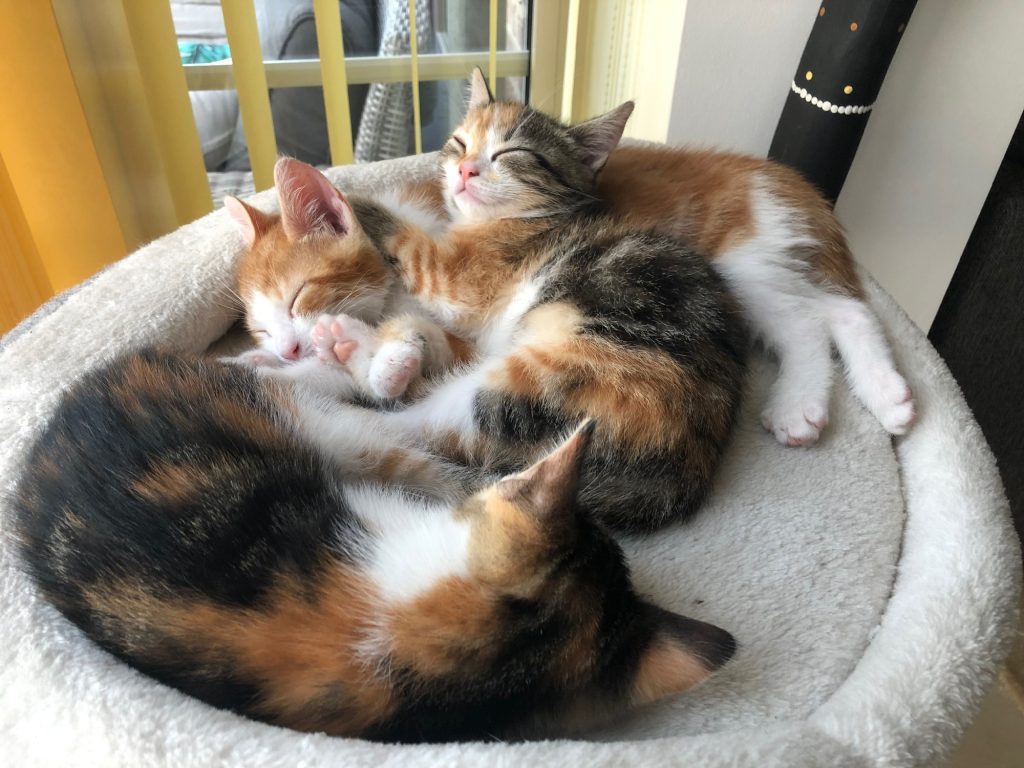 calico kittens