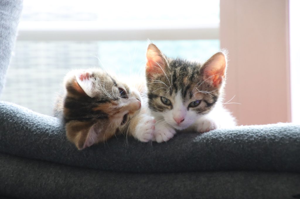 Hey sis, wanna play?