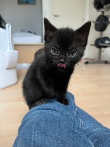 Black kitten Ziva