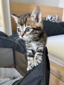 Zendaya beautiful kitten