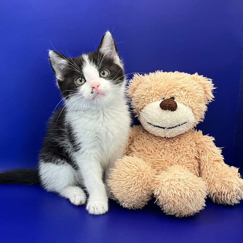 Fotoshoot zwart-wit kitten met knuffelbeer tegen blauwe achtergrond