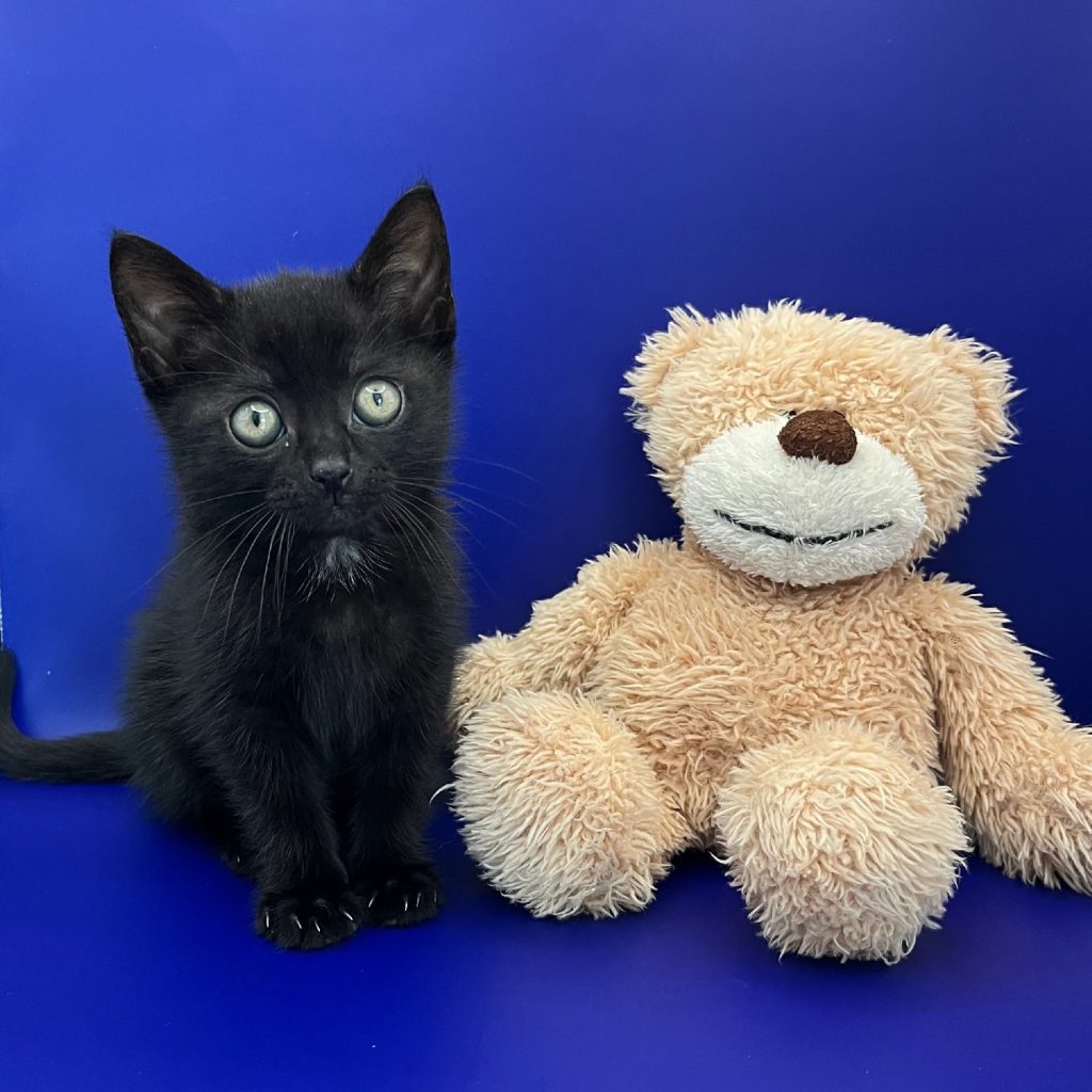 Fotoshoot van zwart kitten met knuffelbeer tegen blauwe achtergrond