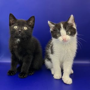 Fotoshoot van zwart kitten en zwart-wit kitten met blauwe achtergrond