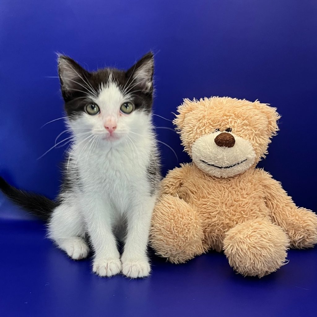 Fotoshoot van zwart-wit kitten met knuffelbeer tegen blauwe achtergrond