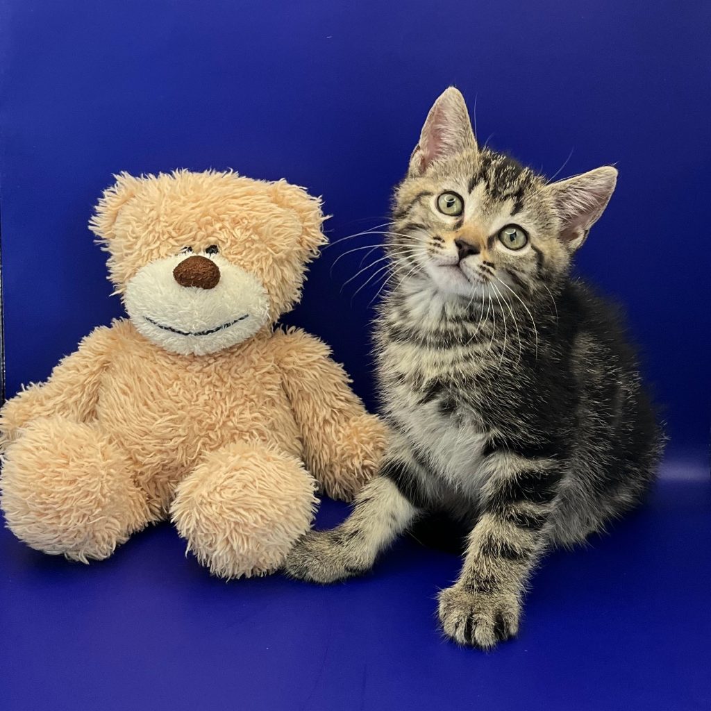 Fotoshoot van tabby tijger kitten met knuffelbeer tegen blauwe achtergrond
