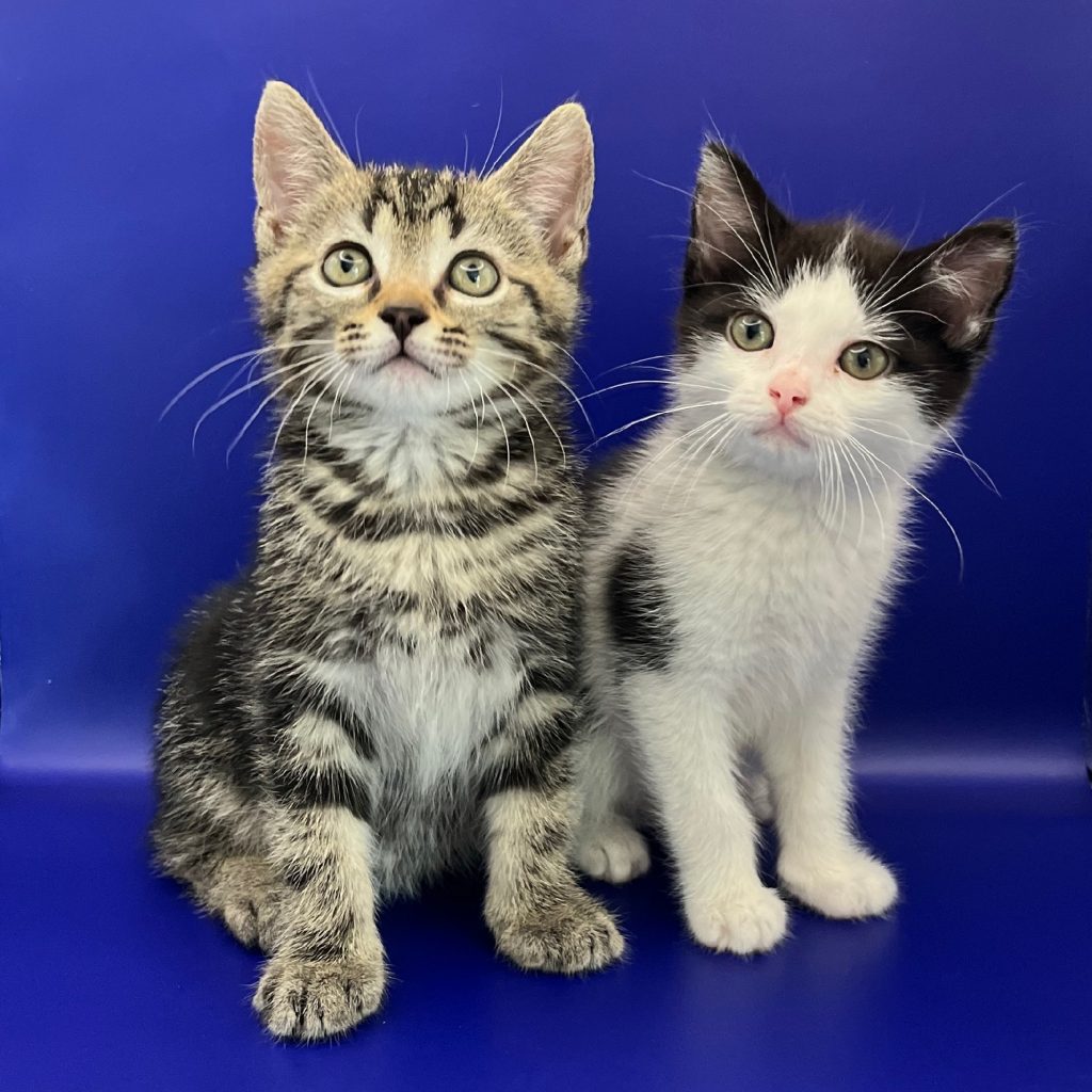 Fotoshoot van tabby tijger kitten en zwart-wit kitten met blauwe achtergrond