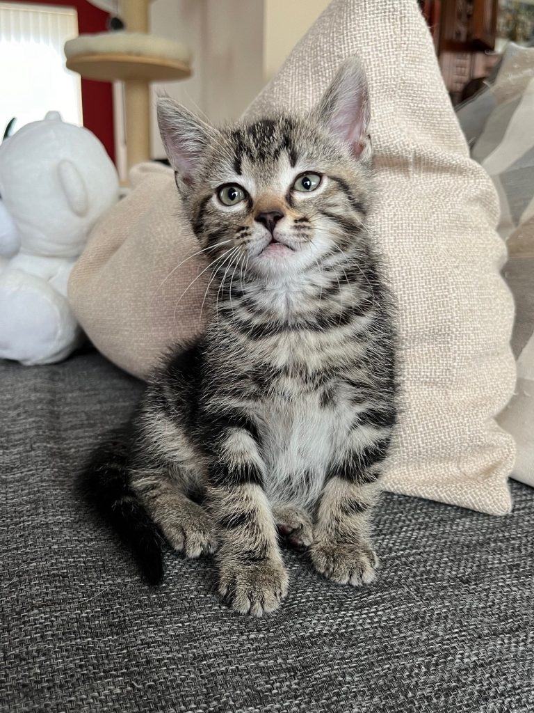 Kitten grijs tijger