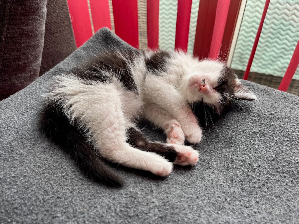 Slapend zwart-wit kitten