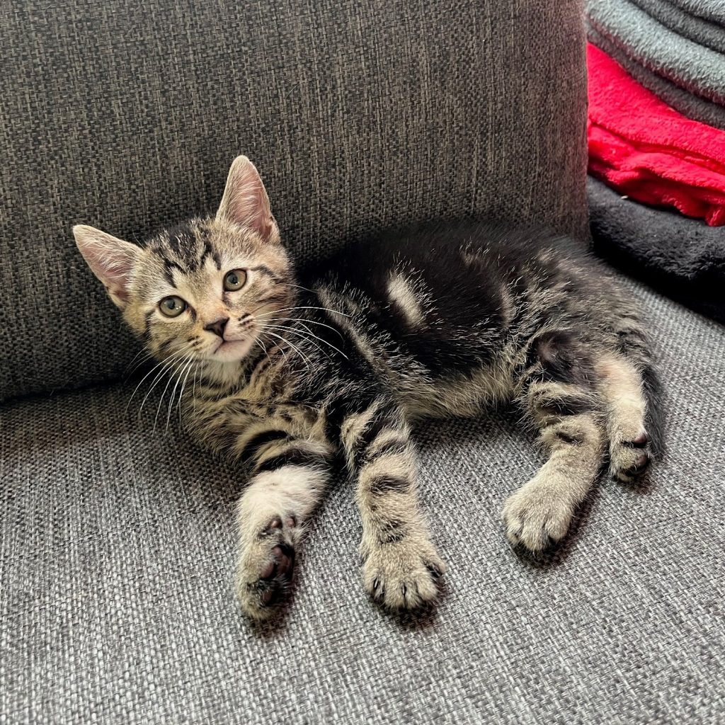 Grijs tijger tabby kitten 8 weken oud