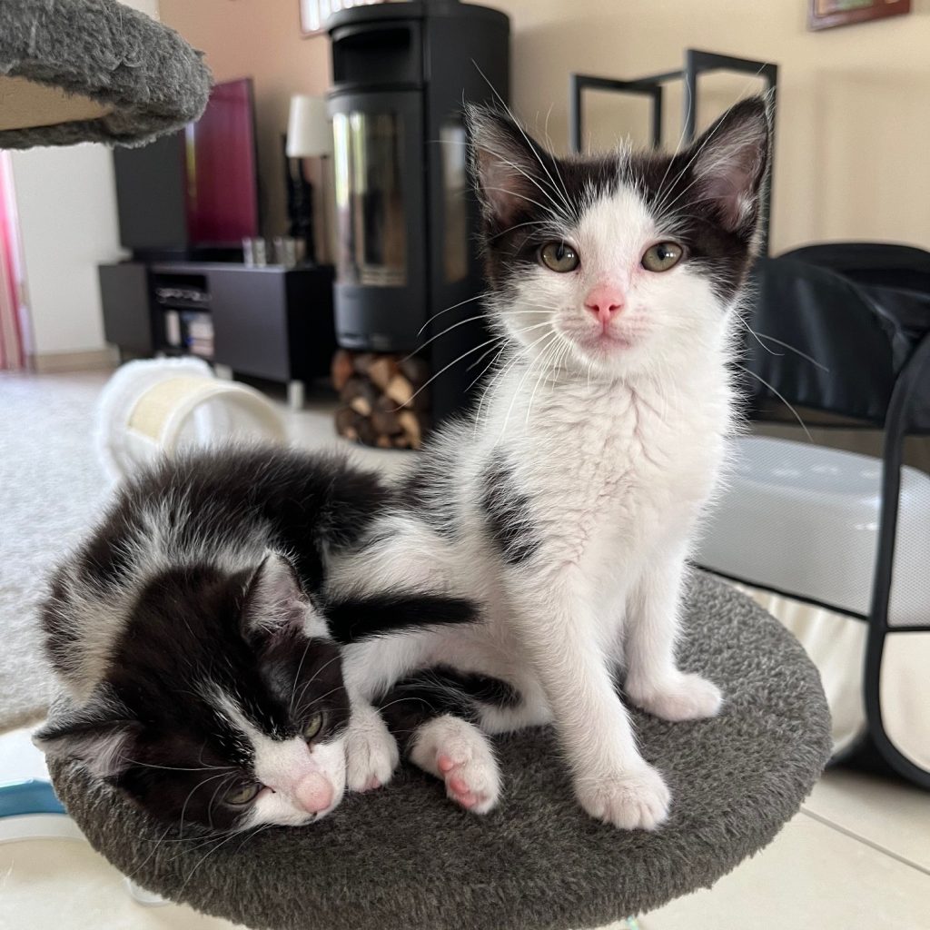 Twee zwart-witte kittens op een krabpaaltje