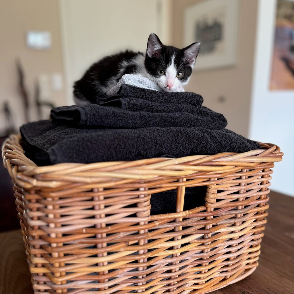 Zwart-wit kitten op stapel wasgoed