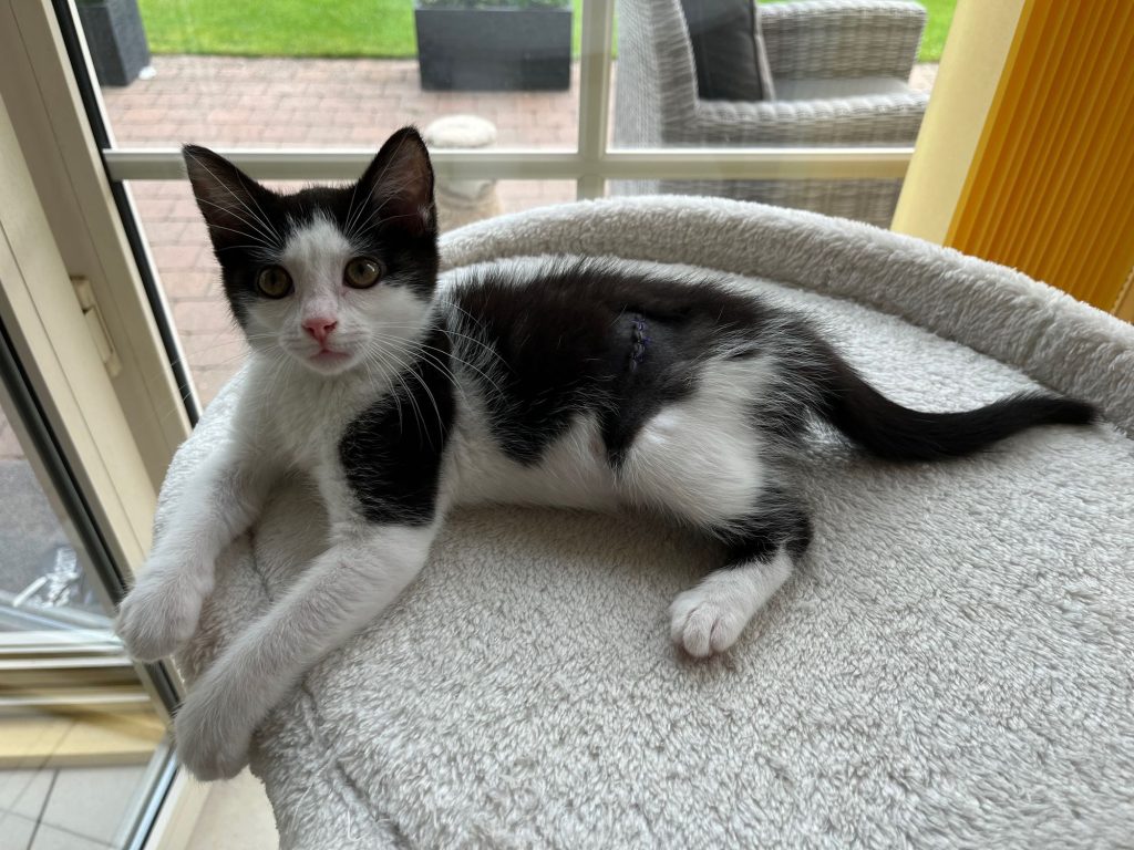 Zwart-wit kitten met operatiewond van sterilisatie