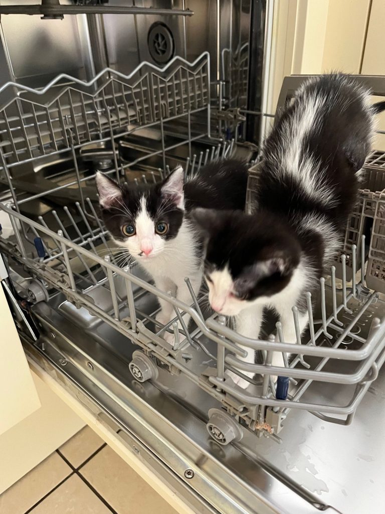 Twee zwart-witte kittens in een vaatwasser