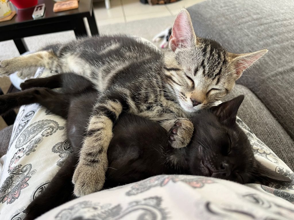 Grijs tabby tijger kitten en zwart kitten samen knuffelend op schoot