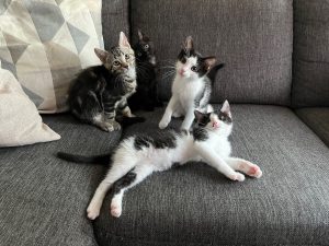 Vier kittens van elf weken oud