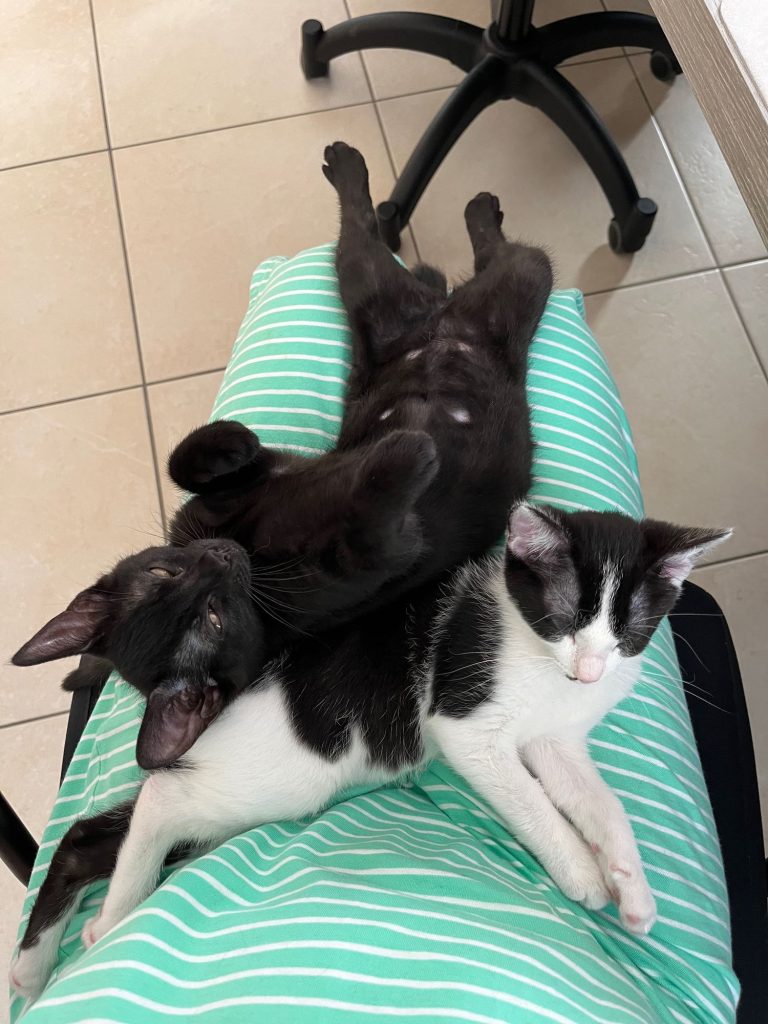 Een zwart kitten en een zwart-wit kitten op schoot