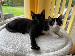 Een zwart kitten en een zwart-wit kitten op een krapaal