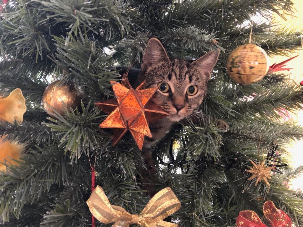 Grijze tabby kat in de kerstboom