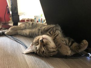 Tijger kitten achter laptop