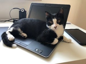 Zwart-wit kitten op laptop