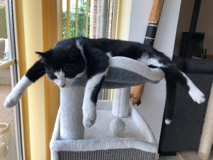 Zwart-wit kitten ligt lui op krabpaal