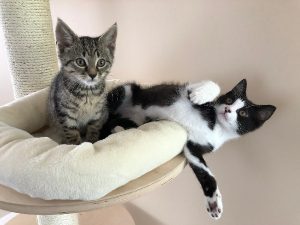 Adoptiekittens tijger zwart-wit