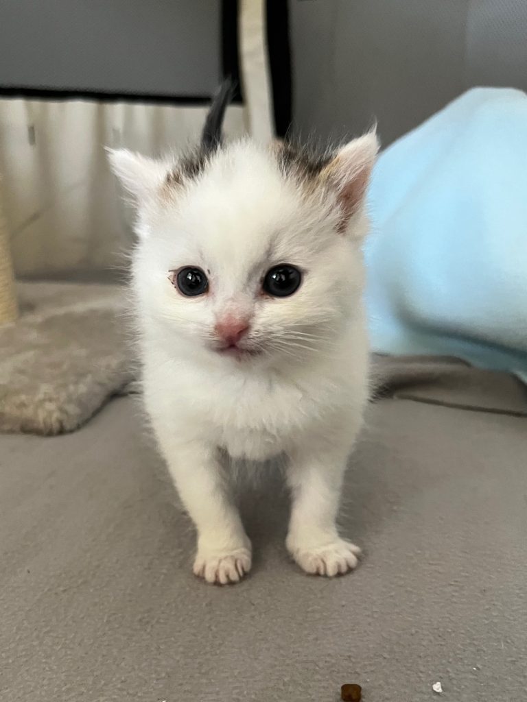 Wit kitten