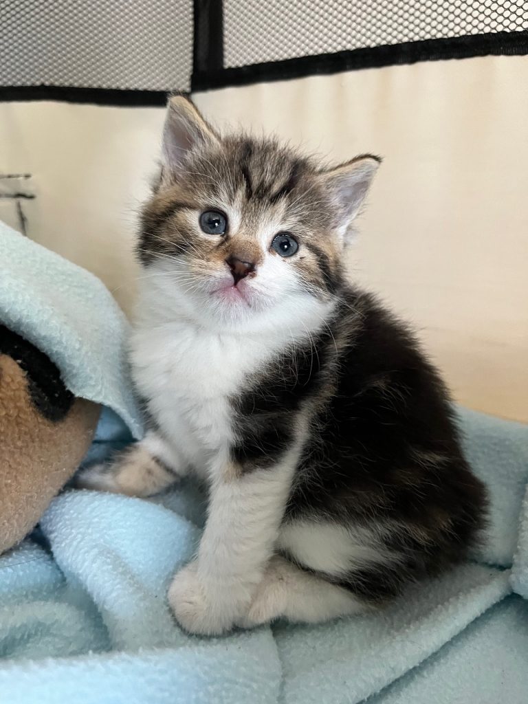 Grijs met wit kitten