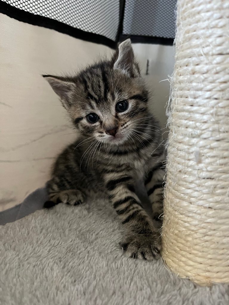 Kitten grijs tijger