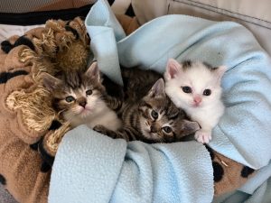 Drie kittens in opvang