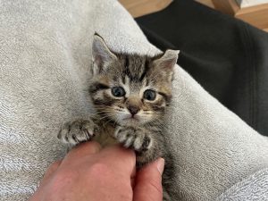 grey tabby kitten