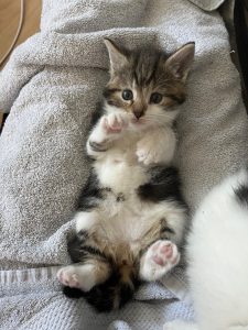Grey and white kitten