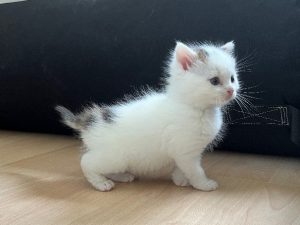 Wit fluffy kitten