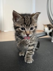 Kitten grijs tijger