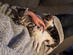 Three kittens sleeping on lap