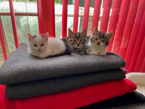 Three 7 weeks old kittens
