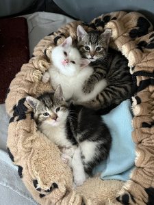 Three little kittens in basket
