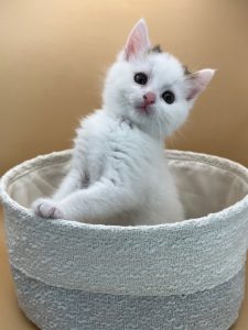Wit kitten in een mandje