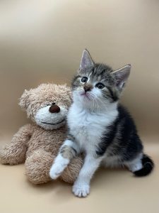 Kitten met teddybeer
