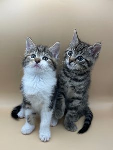 Twee kittens in een lightbox
