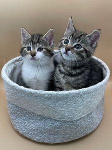 Twee kittens in een mandje