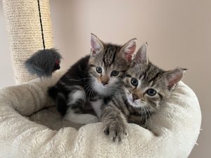 Twee grijze kittens in een mandje