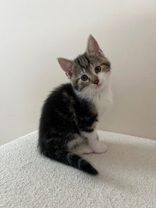 Bruin-wit kitten