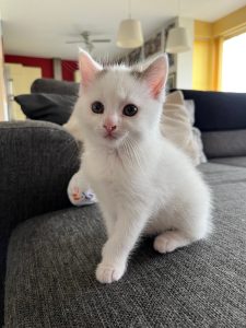 Wit kitten