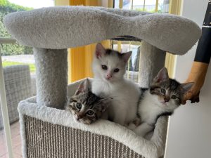 Drie kittens op een krabton