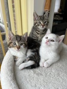 Drie mooie kittens op een krabton
