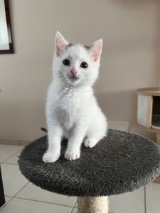 Beamer, wit kitten