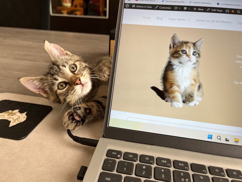 grijze tijger kitten achter laptop